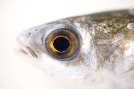 Image result for Mugil