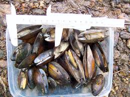 Attēlu rezultāti vaicājumam “Unio crassus”