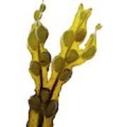 Attēlu rezultāti vaicājumam “Fucus vesiculosus”