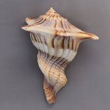 Image result for Sinistrofulgur perversum