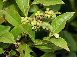 Attēlu rezultāti vaicājumam “Lignydium muscorum young”