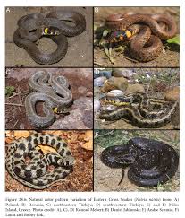 Attēlu rezultāti vaicājumam “Natrix natrix”