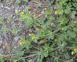 Attēlu rezultāti vaicājumam “Medicago lupulina leaf”