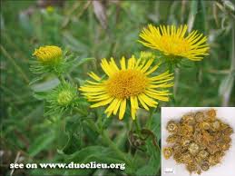 Attēlu rezultāti vaicājumam “Inula britannica flower”