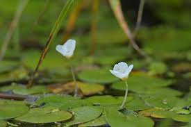 Attēlu rezultāti vaicājumam “Hydrocharis morsus-ranae flower”