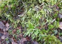 Attēlu rezultāti vaicājumam “Plagiothecium undulatum”