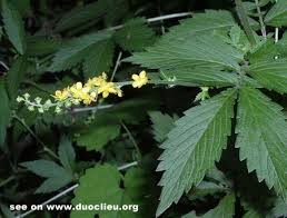 Attēlu rezultāti vaicājumam “Agrimonia pilosa bud”