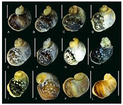 Attēlu rezultāti vaicājumam “Lycogala botrydium young”