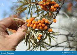Attēlu rezultāti vaicājumam “Hippophae rhamnoides fruit”
