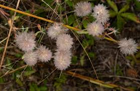 Attēlu rezultāti vaicājumam “Trifolium arvense leaf”