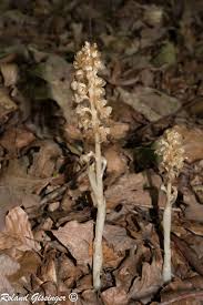 Attēlu rezultāti vaicājumam “Neottia nidus-avis”