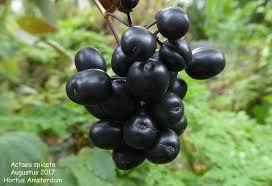 Attēlu rezultāti vaicājumam “Actaea spicata fruit”