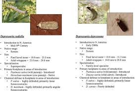 Attēlu rezultāti vaicājumam “Depressaria depressana”