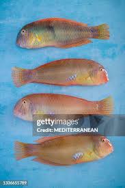 Image result for Xyrichtys novacula