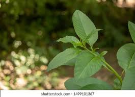 Attēlu rezultāti vaicājumam “Populus laurifolia”