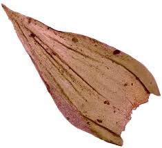 Attēlu rezultāti vaicājumam “Leucodon sciuroides”