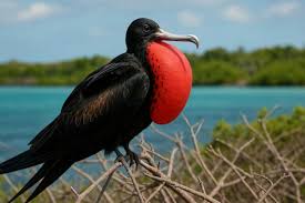 Image result for Fregata aquila