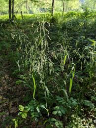 Attēlu rezultāti vaicājumam “Milium effusum flower”