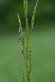 Attēlu rezultāti vaicājumam “Glyceria fluitans leaf”