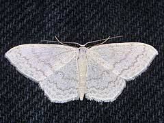 Attēlu rezultāti vaicājumam “Scopula floslactata”