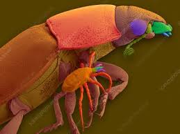 Attēlu rezultāti vaicājumam “Poecilochirus sp.”