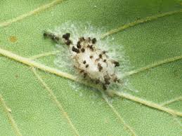 Attēlu rezultāti vaicājumam “Torrubiella arachnophila”