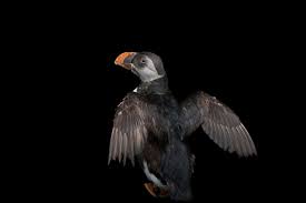 Image result for Fratercula arctica