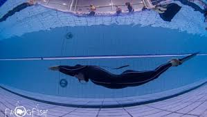 Image result for Apneists UK