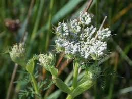 Attēlu rezultāti vaicājumam “Peucedanum palustre flower”