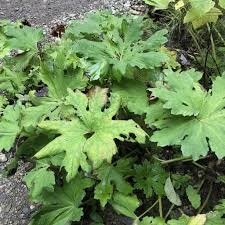 Attēlu rezultāti vaicājumam “Petasites spurius leaf”