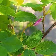 Attēlu rezultāti vaicājumam “Rosa glabrifolia”