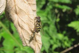 Attēlu rezultāti vaicājumam “Dasysyrphus tricinctus”