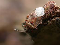 Attēlu rezultāti vaicājumam “Kleidocerys resedae”