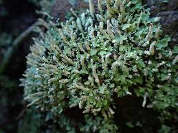 Attēlu rezultāti vaicājumam “Cladonia parasitica”