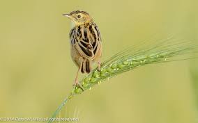 Image result for Cisticola juncidis