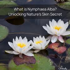 Attēlu rezultāti vaicājumam “Nymphaea alba flower”