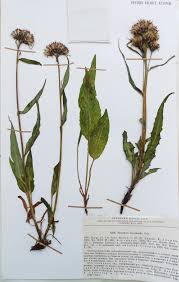 Attēlu rezultāti vaicājumam “Saussurea esthonica flower”