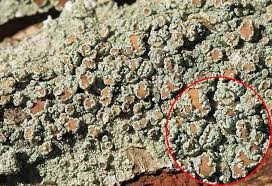 Attēlu rezultāti vaicājumam “Lecanora chlarotera”