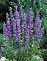 Image result for Delphinium consolida
