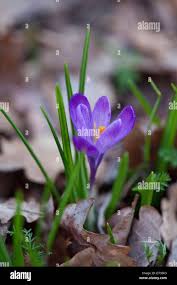 Attēlu rezultāti vaicājumam “Crocus tommasinianus flower”