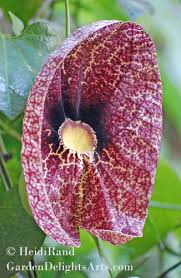 Attēlu rezultāti vaicājumam “Aristolochia durior flower”