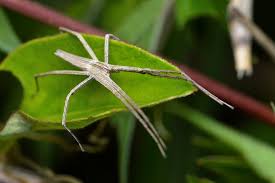 Attēlu rezultāti vaicājumam “Pisauridae”