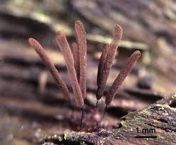 Attēlu rezultāti vaicājumam “Clastoderma debaryanum stalked”