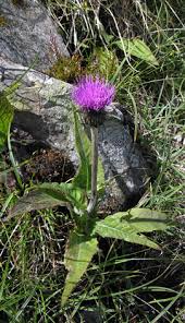 Attēlu rezultāti vaicājumam “Cirsium heterophyllum flower”