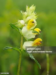 Attēlu rezultāti vaicājumam “Rhinanthus serotinus flower”
