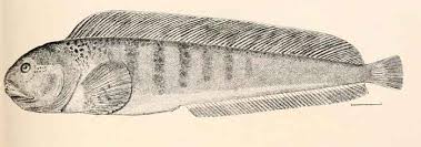 Image result for Anarhichas lupus