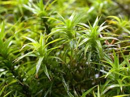 Attēlu rezultāti vaicājumam “Polytrichastrum formosum”