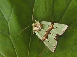 Attēlu rezultāti vaicājumam “Staurophora celsia”