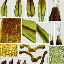 Attēlu rezultāti vaicājumam “Schistidium apocarpum stalked”