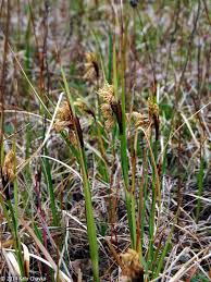 Attēlu rezultāti vaicājumam “Eriophorum angustifolium flower”